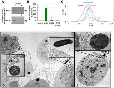 Anaplasma phagocytophilum MSP4 and HSP70 Proteins Are Involved in Interactions with Host Cells during Pathogen Infection
